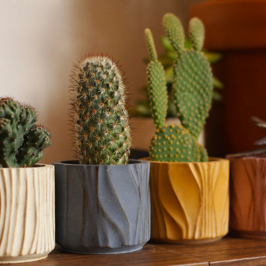 Κασπώ για κάκτους και παχύφυτα (Χρώμα: Charcoal)