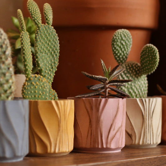 Κασπώ για κάκτους και παχύφυτα (Χρώμα: Light Salmon)