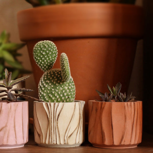 Κασπώ για κάκτους και παχύφυτα (Χρώμα: Pumpkin)