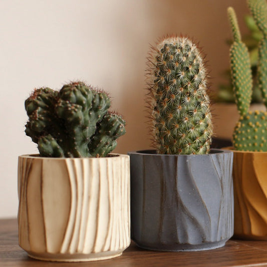 Κασπώ για κάκτους και παχύφυτα (Χρώμα: Toasted Caramel)