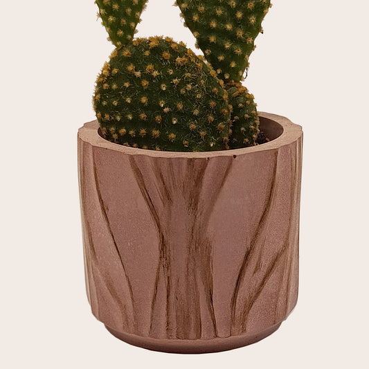 Κασπώ για κάκτους και παχύφυτα (Χρώμα: Light Salmon)