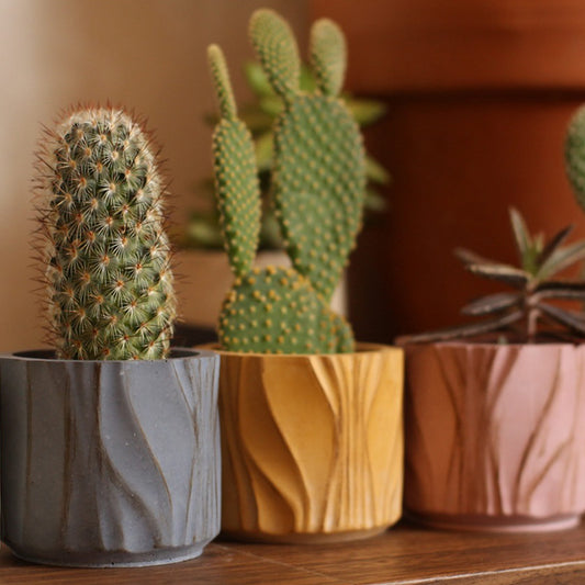 Κασπώ για κάκτους και παχύφυτα (Χρώμα: Ochra)