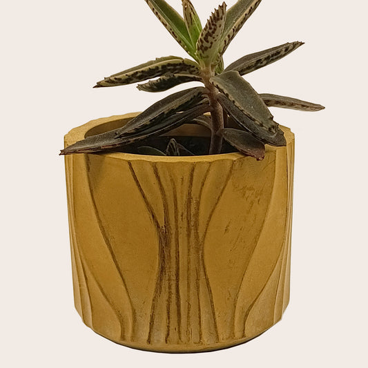 Κασπώ για κάκτους και παχύφυτα (Χρώμα: Ochra)