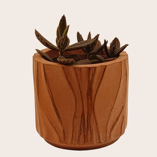 Κασπώ για κάκτους και παχύφυτα (Χρώμα: Pumpkin)